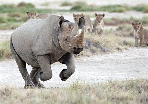 rhinos running